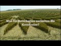 Kornkreise: Entschlüsselt