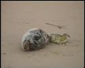 Grey Seal Pup Getting Encouragement