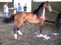 PRACTICA REPRODUCCION 12