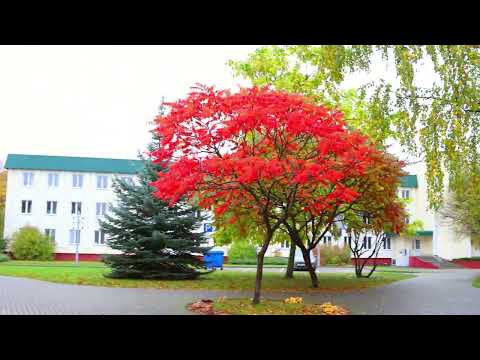 Барановичи день за днем. 26.10.26