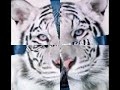 white tigers-enya(boadicea) white tigers-enya(boadicea)