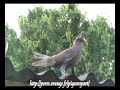 Rouleur Oriental et pigeonnier