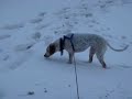 Dog walking in snow