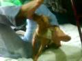 videos de kate la chupapies.3GP