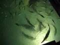 Game Fish Feeding Frenzy in Key West FL, Tarpon, Grouper