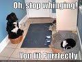 Cats & Random Mad Kittehs