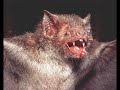 Pipistrelli e Vampiri