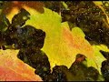 Autumn Repose