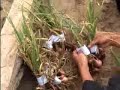 Sekolah Lapang Bawang Merah