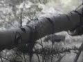 Long Tine Bull Moose Long Tine Bull Moose