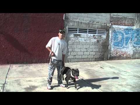 american pitbull