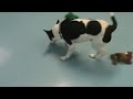 Wonderful dog available for adoption/foster at Chicago Canine Rescue.