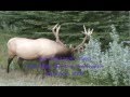 venados en Jasper OCTUBRE 2008.wmv