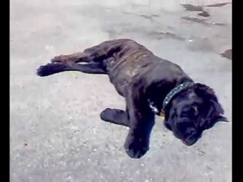cane corso