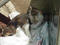 ??cat03 ??cat03