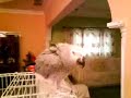 my bird shaking his head كاسكو يرقص