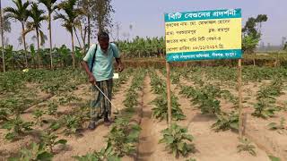 বিটি বেগুন প্রদর্শনীর পরিচর্যা-২