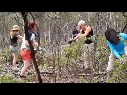Koala Conservation Days for Locals