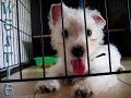 westie lim