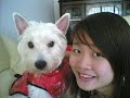 westie lim