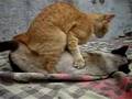 LESBIAN CAT SEX