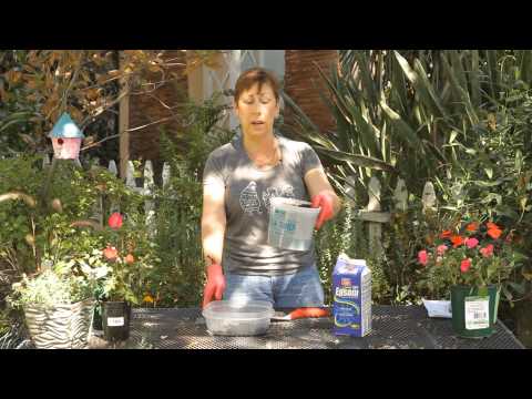 how to fertilize plants with epsom salts
