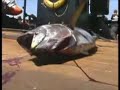 Sea Shepherd seizes illegal longlines in the Galapagos