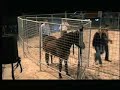 Monty Roberts and Lauki, Icelandic horse Monty Roberts and Lauki, Icelandic horse