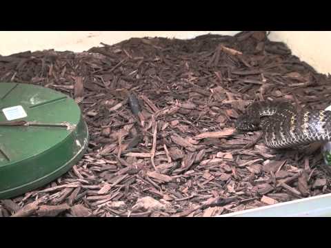 YouTube reptile video