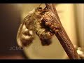 Saturnia albofasciata Silk Moth Egg Laying