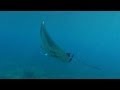 Snorkeling Kailua Kona Pier - YouTube