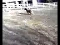 Ernie chasing goats Ernie chasing goats