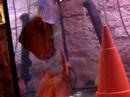 Discus White Faeces, calabuna Blue wild