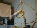 Buzzo is a selfish budgie
