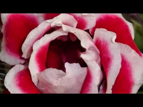 how to grow gloxinia