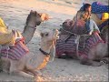 Camel Jaisalmer Rajasthan