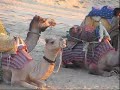 camel.html