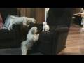 Dog Protects Kitten from Another Dog, Dad Shaggy ...