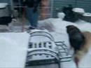 Siberian Husky Snow Romp