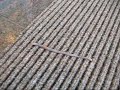 WORM
