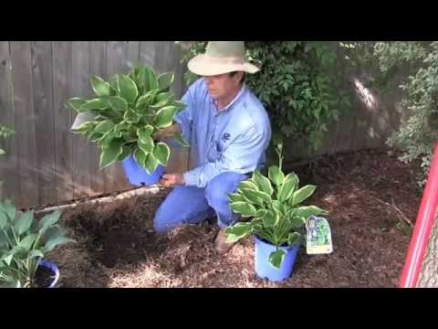 how to replant a hosta