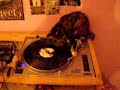 dj-kittycat-scratching-on-the-decks.html
