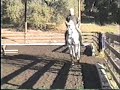 Maestoso II Sabrina - Smokey - learning piaffe and passage