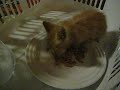 Its First Meal