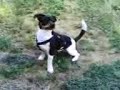 Balou bellt