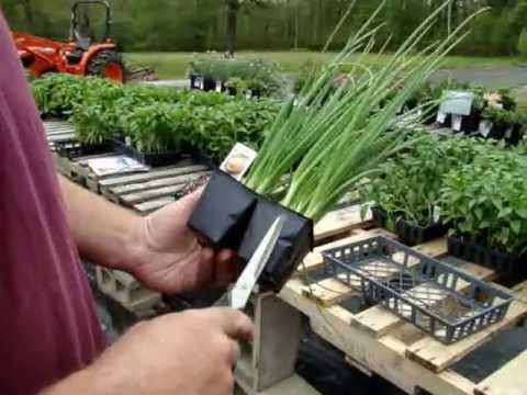 how to transplant onion plants