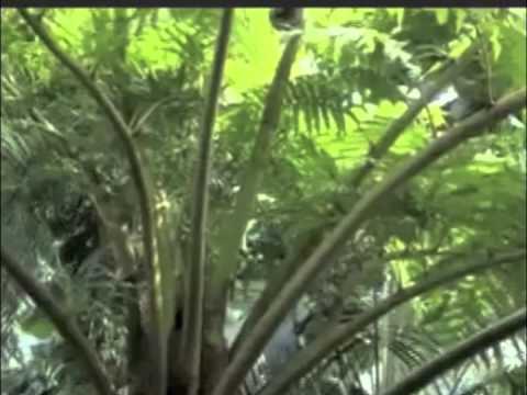how to transplant australian tree fern