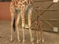 Wild Careers:  Zoo Vets