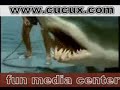 wild shark