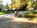 skull on moped